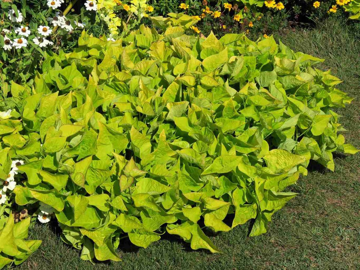 Ipomoea batatas.