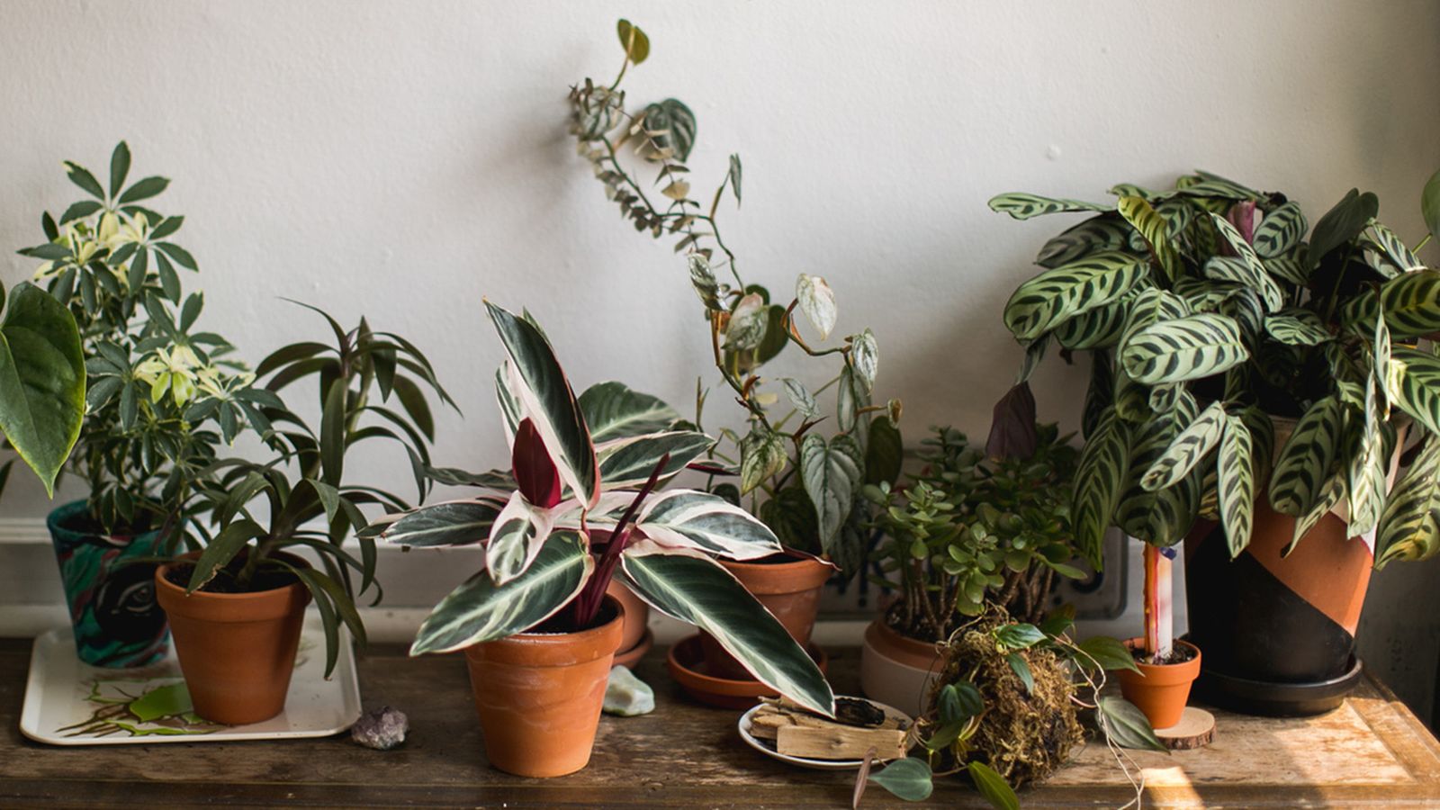 tareas de jardineria febrero hemisferio norte