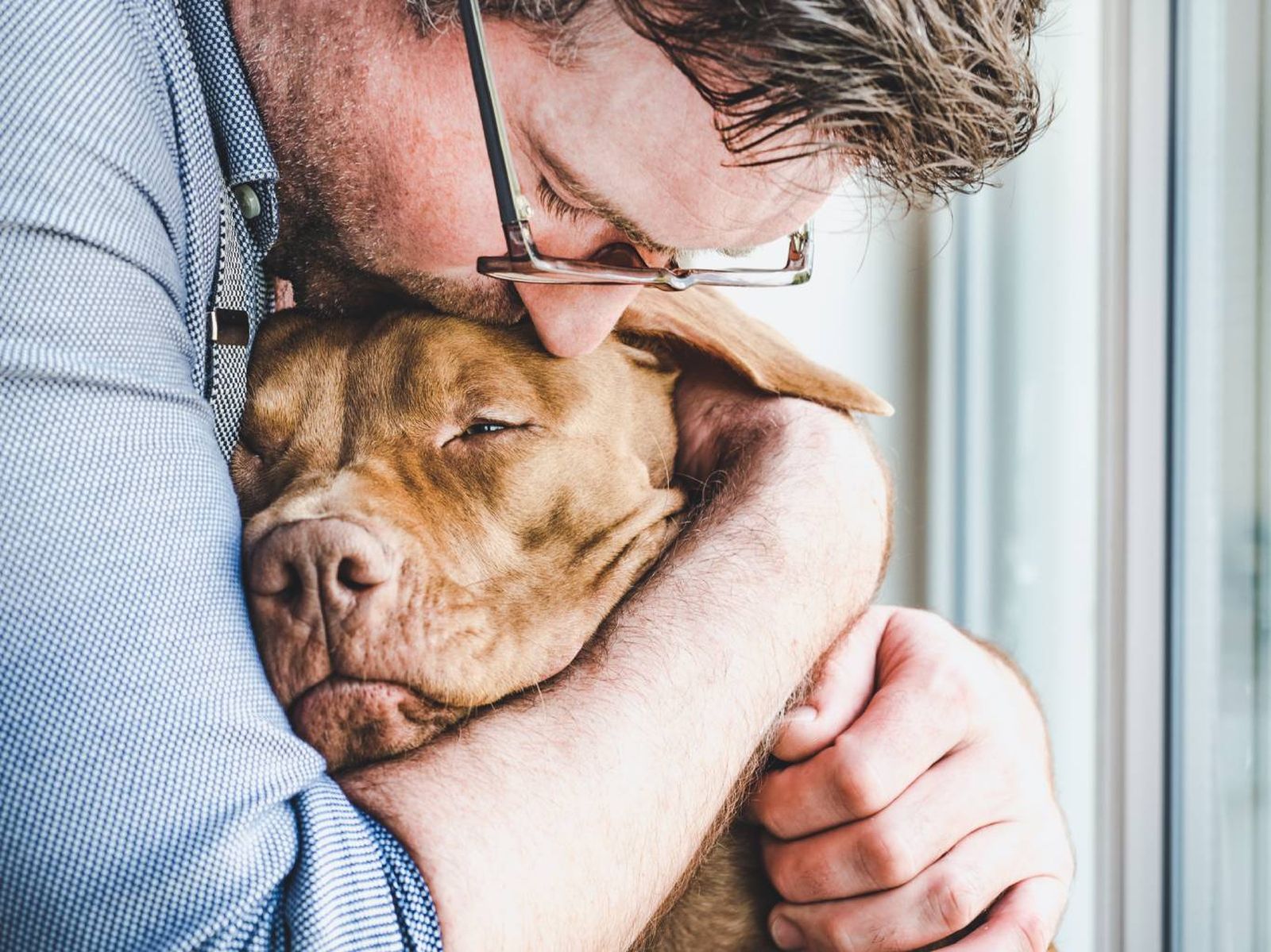 El apoyo emocional es fundamental para los perros con demencia. El apoyo emocional es fundamental para los perros con demencia.