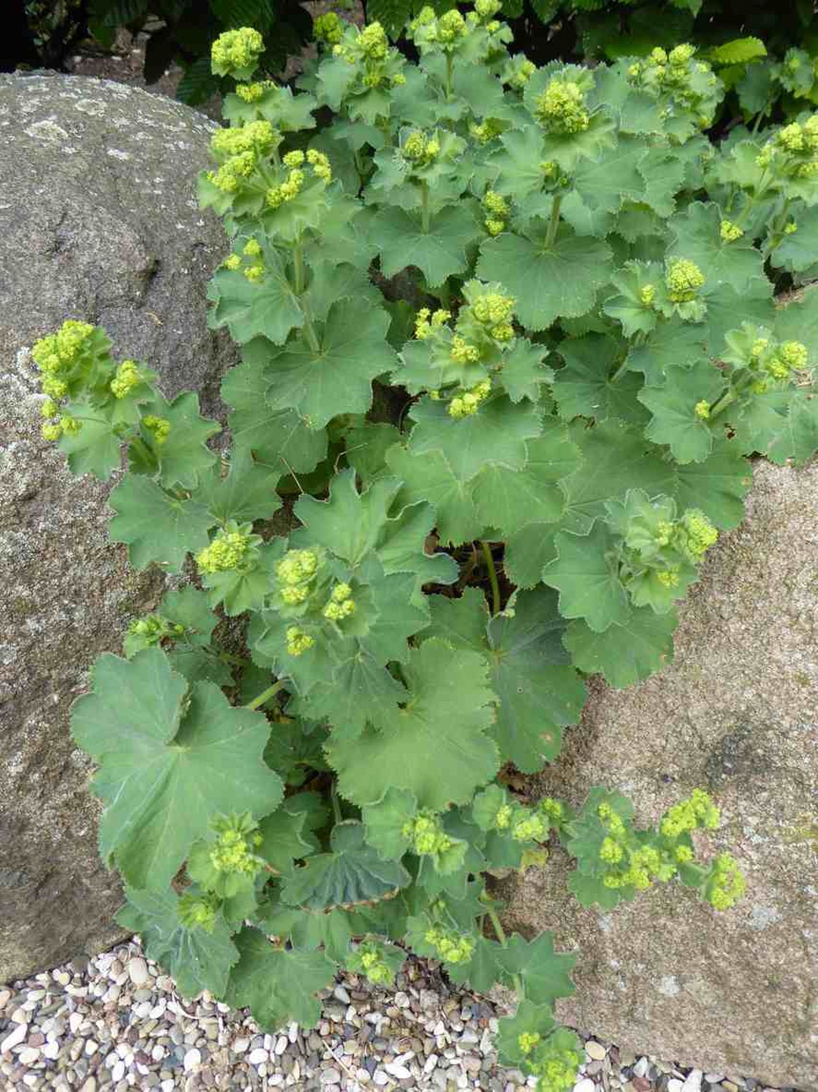planta de pie de leon