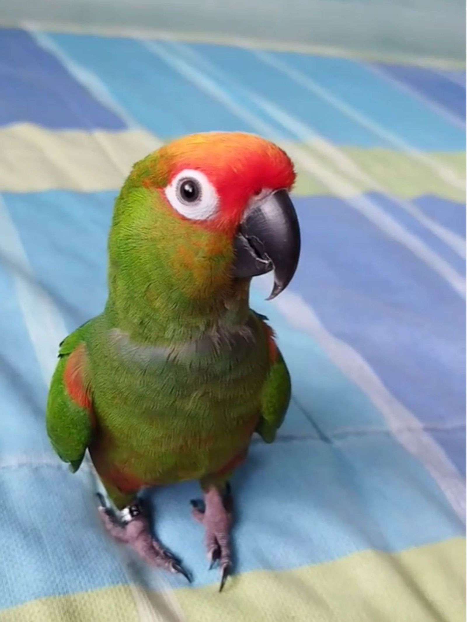 PipoTheParrotKing. PipoTheParrotKing.