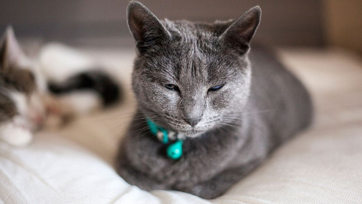 gatos cascabel salud