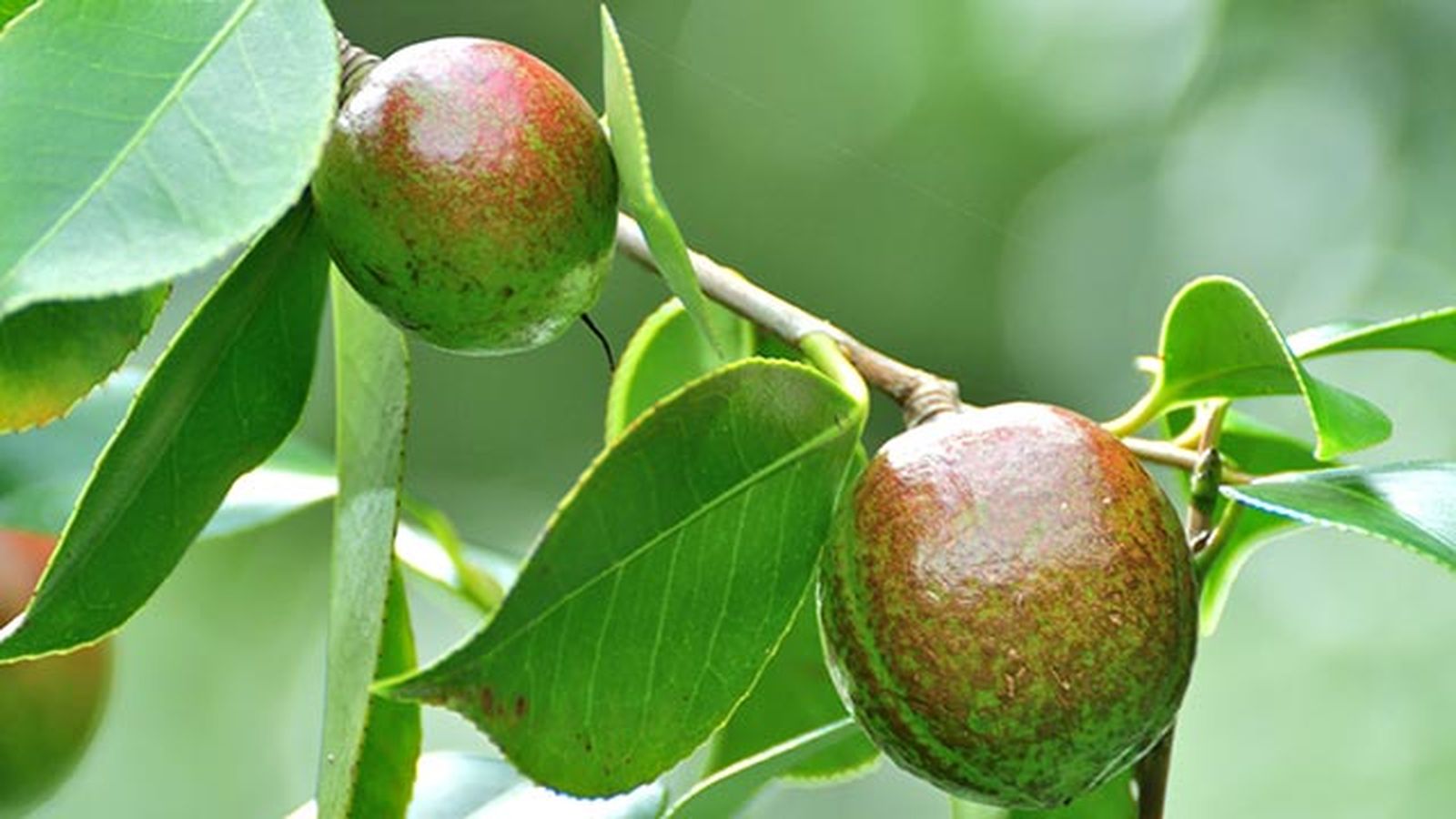 aceite de tsubaki o camelia el secreto mejor guardado de las geishas fruta aceite de tsubaki o camelia el secreto mejor guardado de las geishas fruta