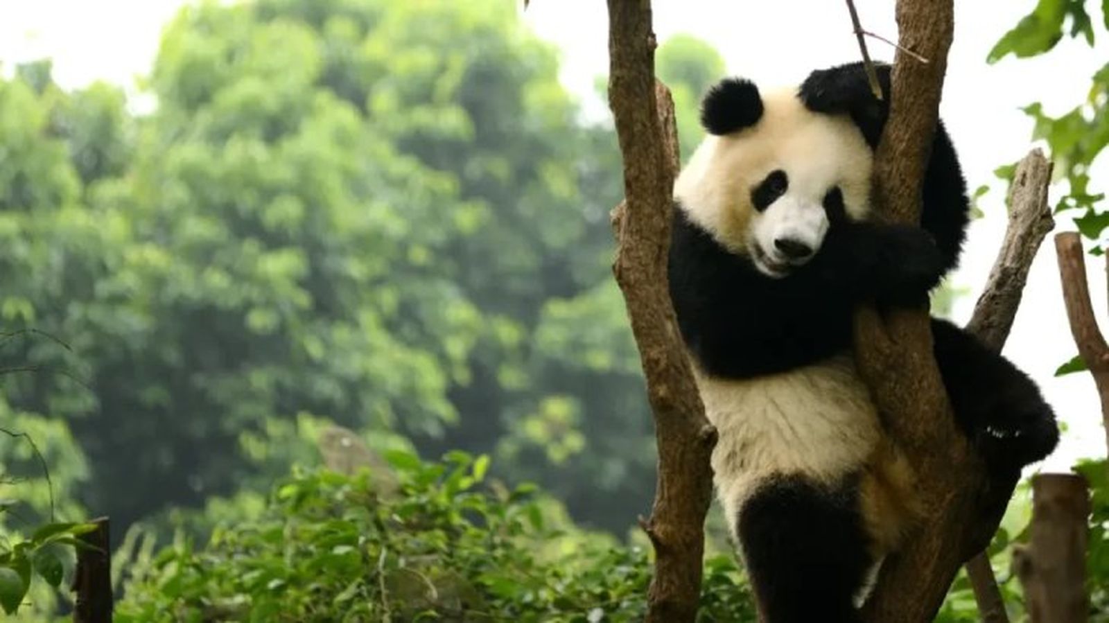 curiosidades del oso panda6 curiosidades del oso panda6