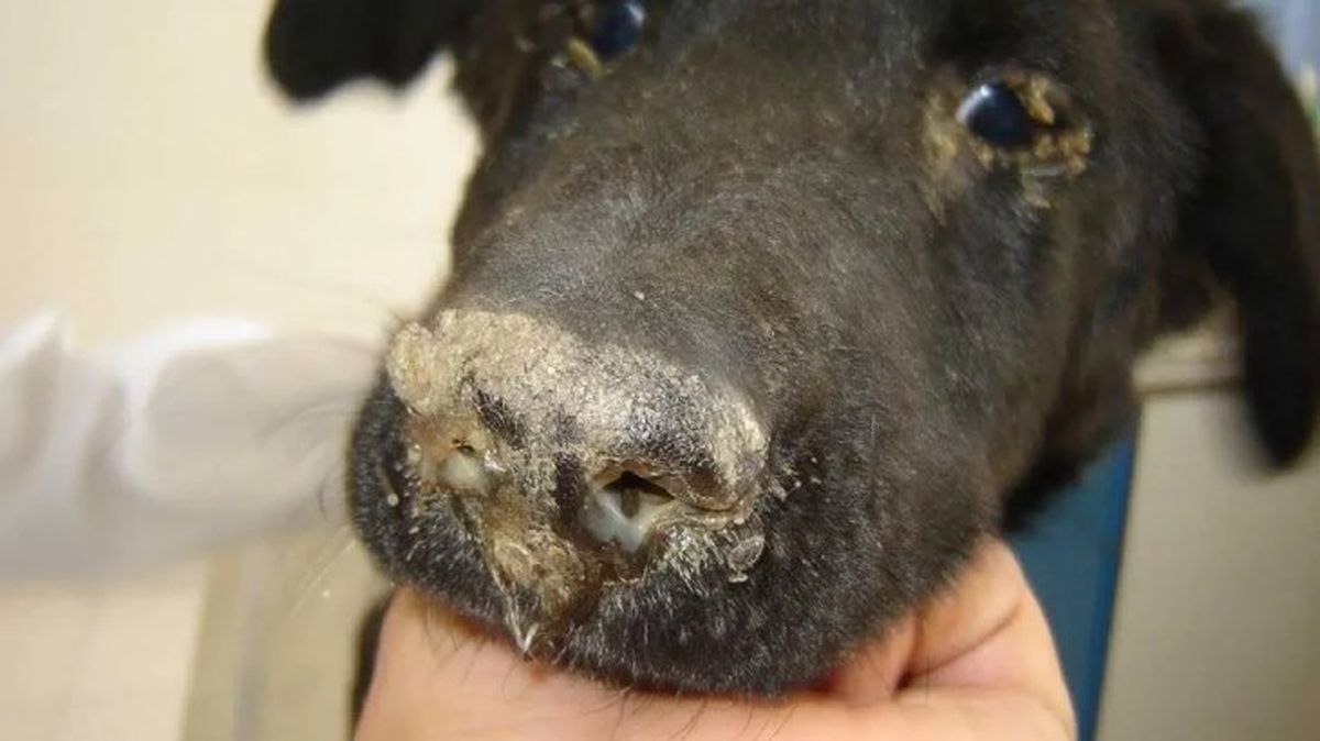 moquillo en perros 4