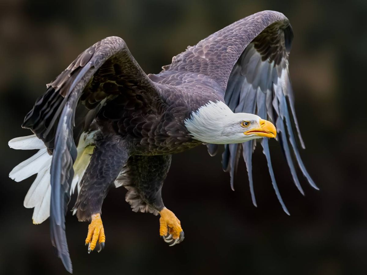 Rapaces diurnas: halcones, milanos, águilas.