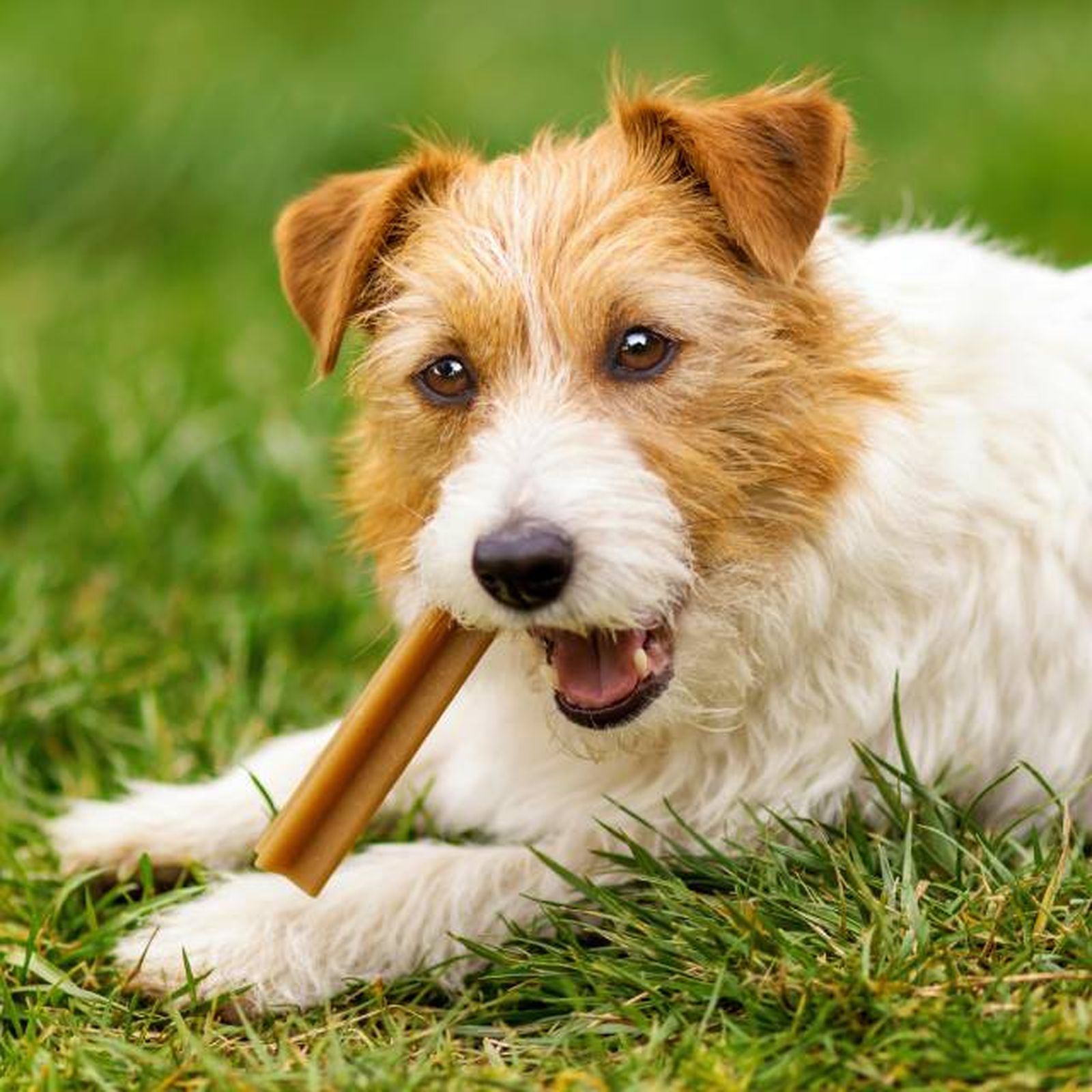 productos para perros mas vendidos amazon snack dental productos para perros mas vendidos amazon snack dental