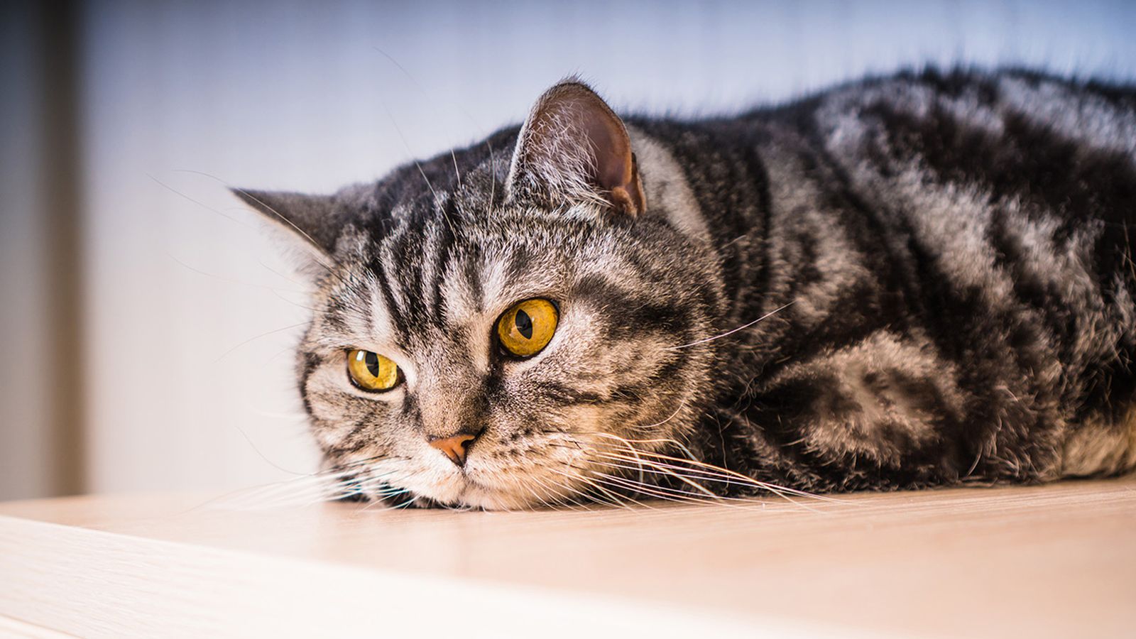 Las claves para saber si tu gato se siente invadido Las claves para saber si tu gato se siente invadido
