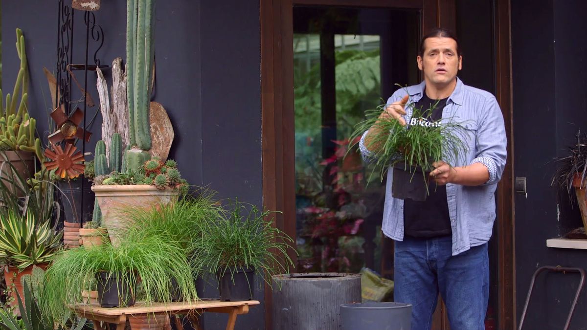 brico 931 3 thuya plicata cuidados