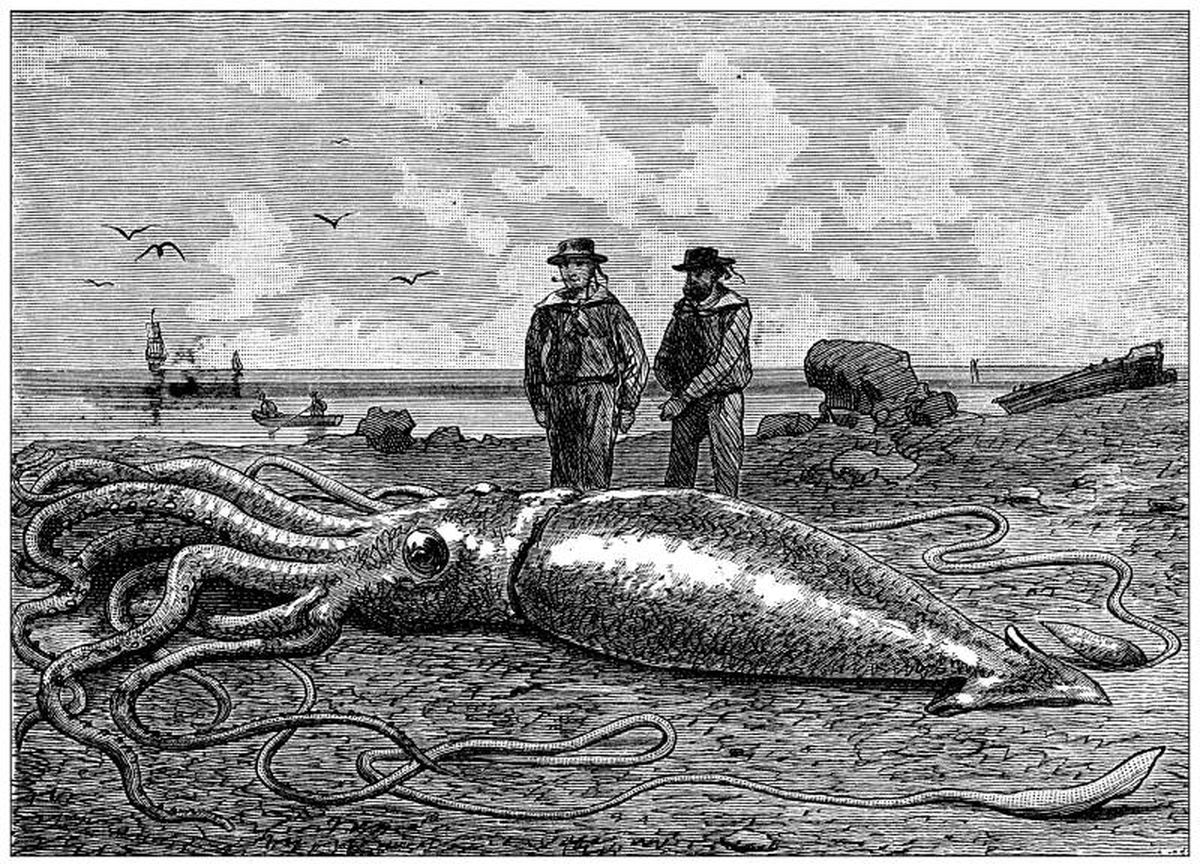 El calamar colosal es uno de los ejemplos más famosos de la fauna abisal.