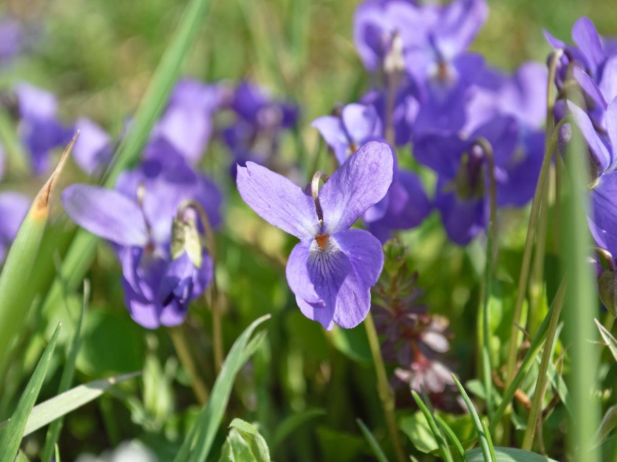 Violeta rastrera o Viola odorata.