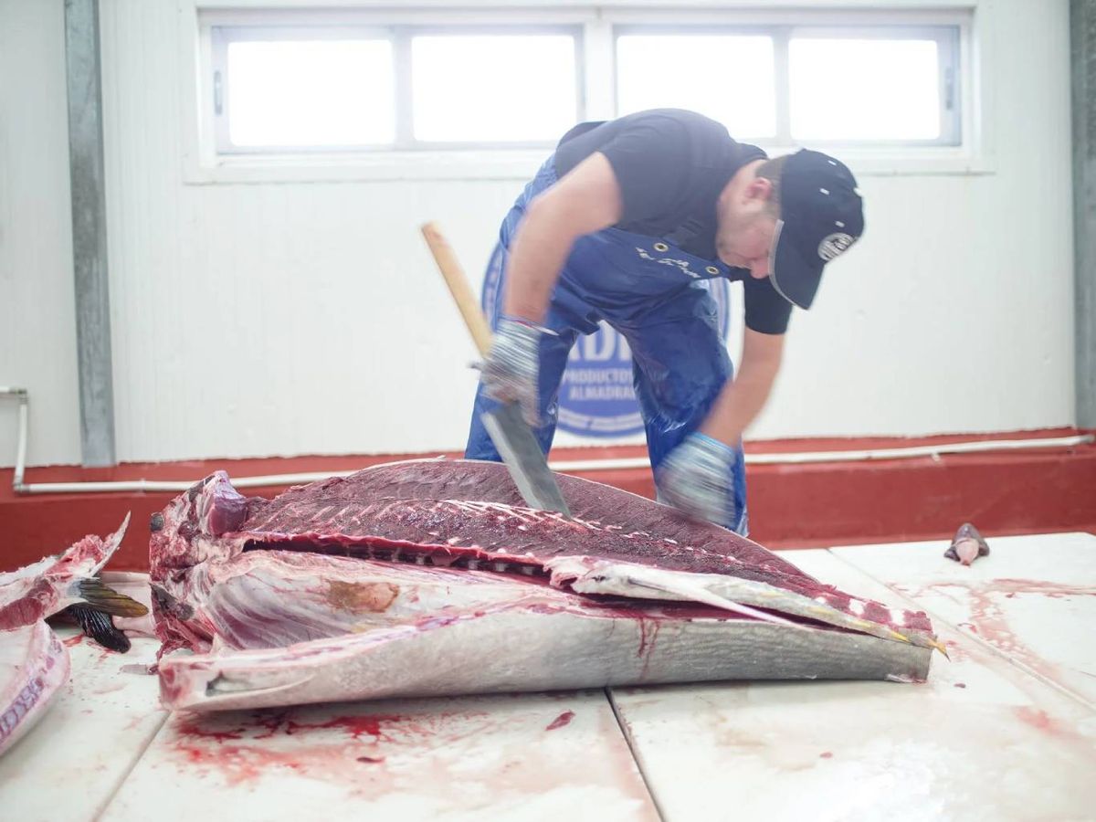 Un maestro ronqueador ejecutando con precisión el corte del atún rojo.