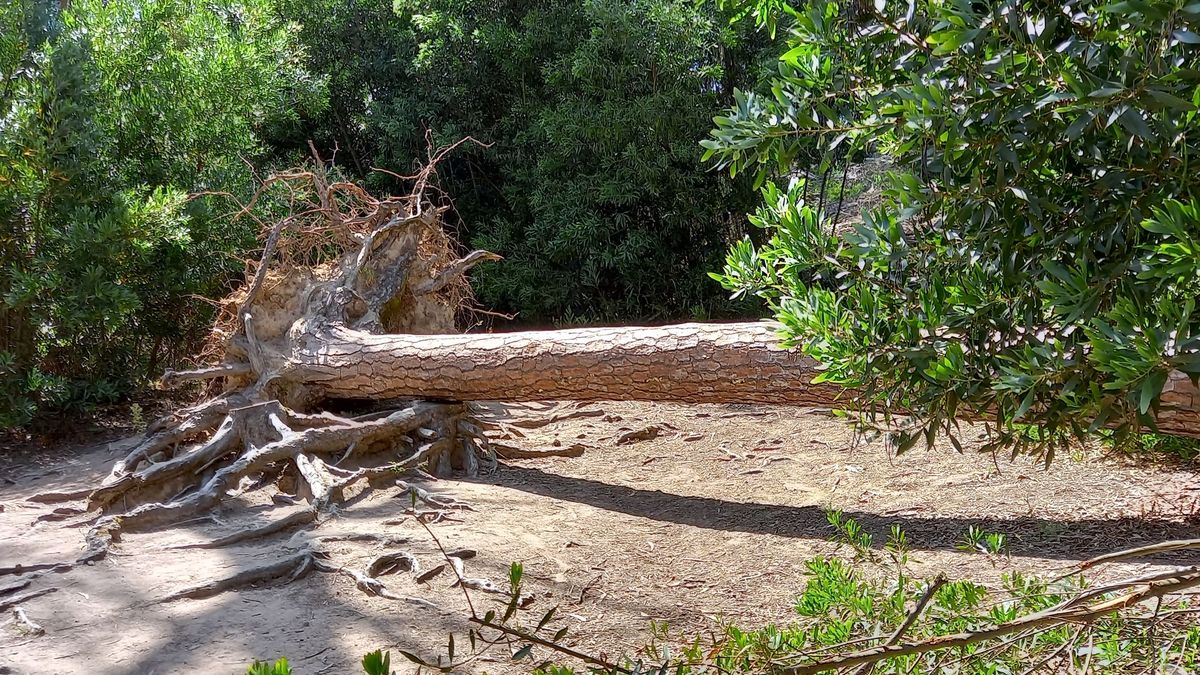 Si el árbol fue arrancado de raíz seguramente no sea salvable