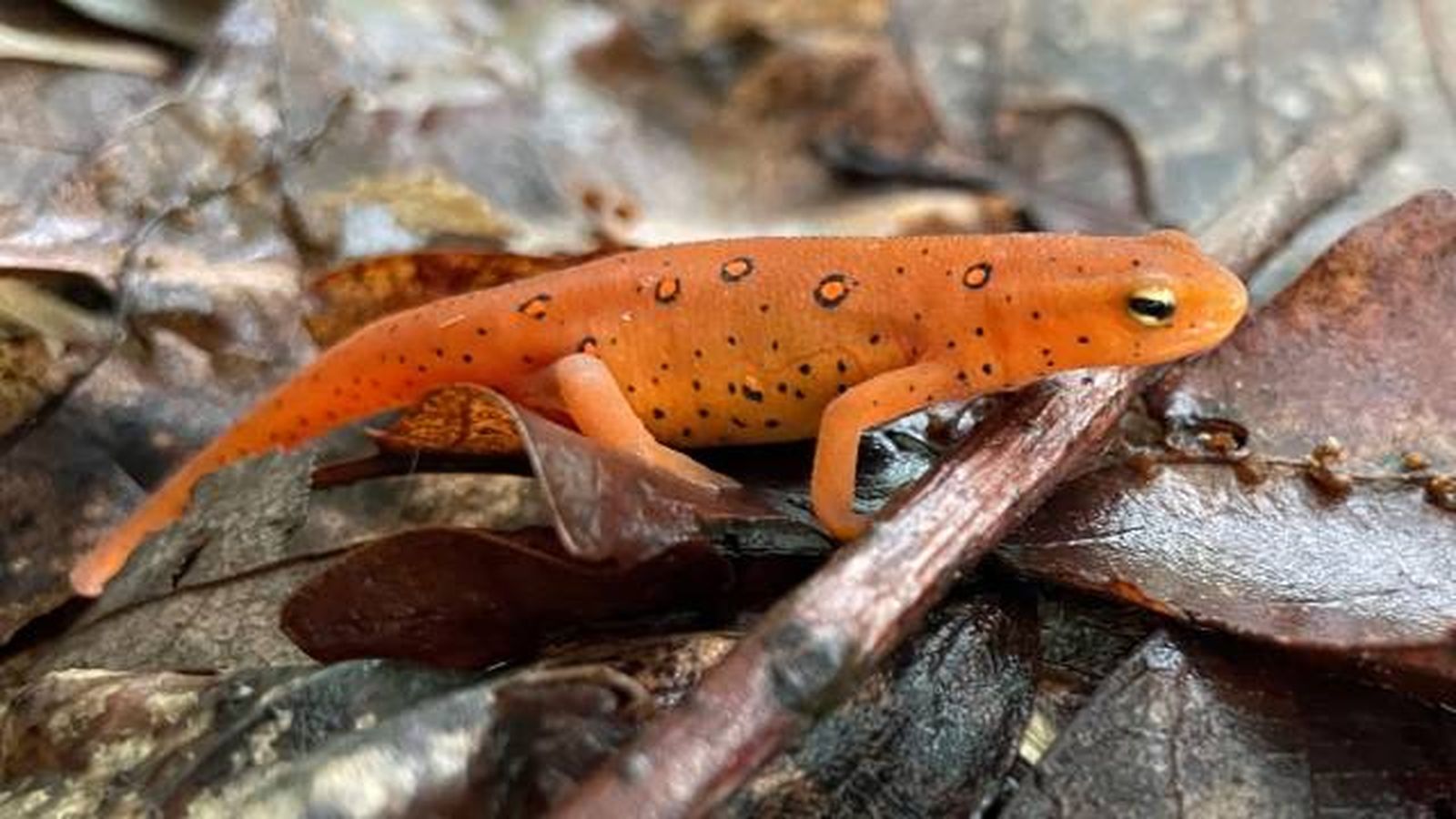 animales que empiezan por n anfibios nueva salamandra