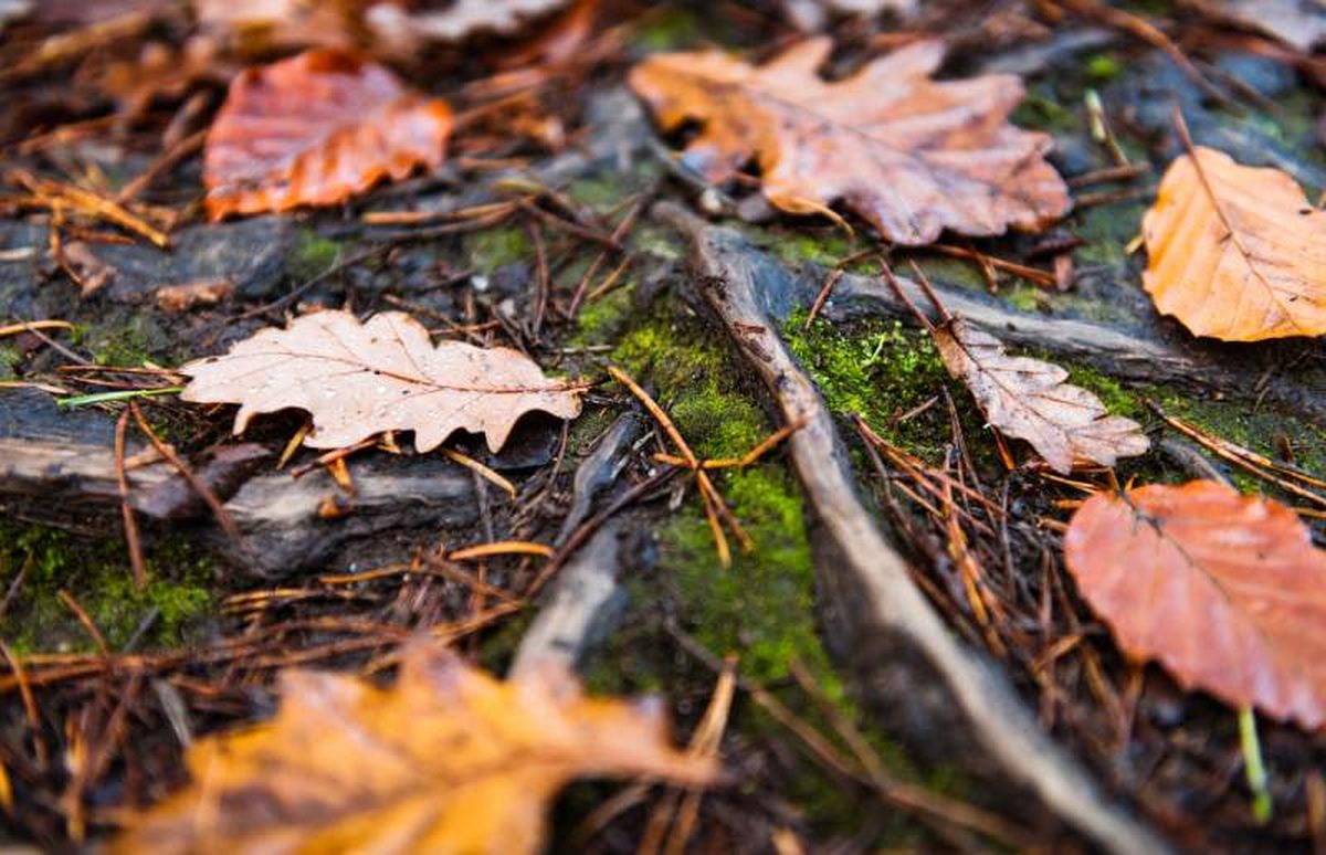 Hojas de otoño en el suelo