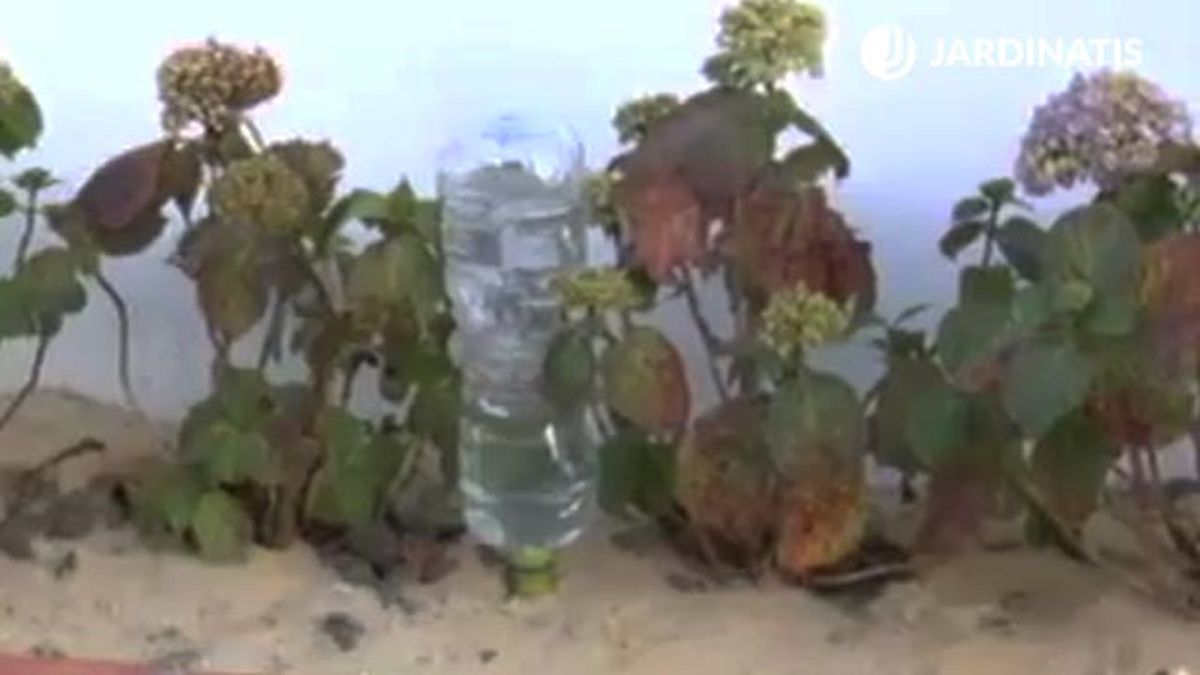 sistema riego casero de plantas con botella plastico y cono de arcilla