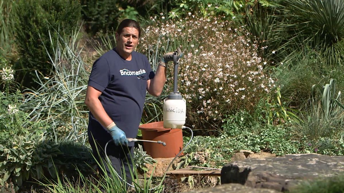 brico 965 briconsejo 3 como eliminar correhuela paso 5