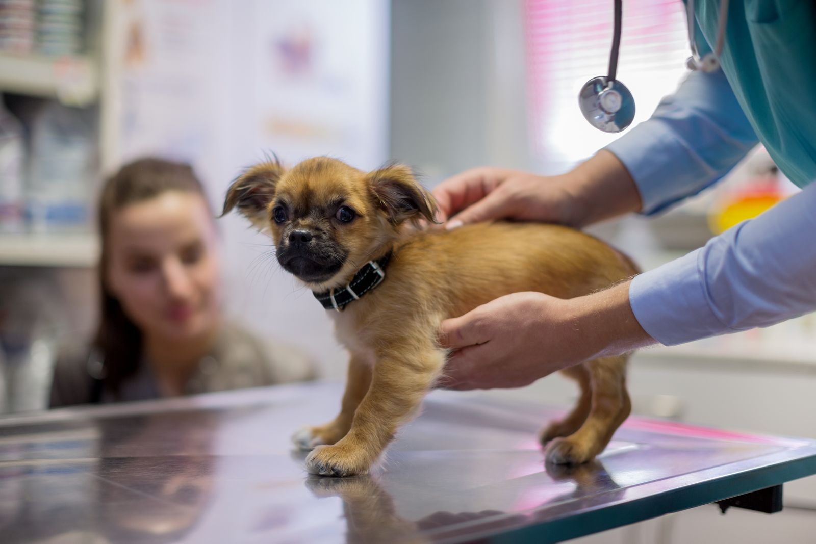 cachorro veterinario