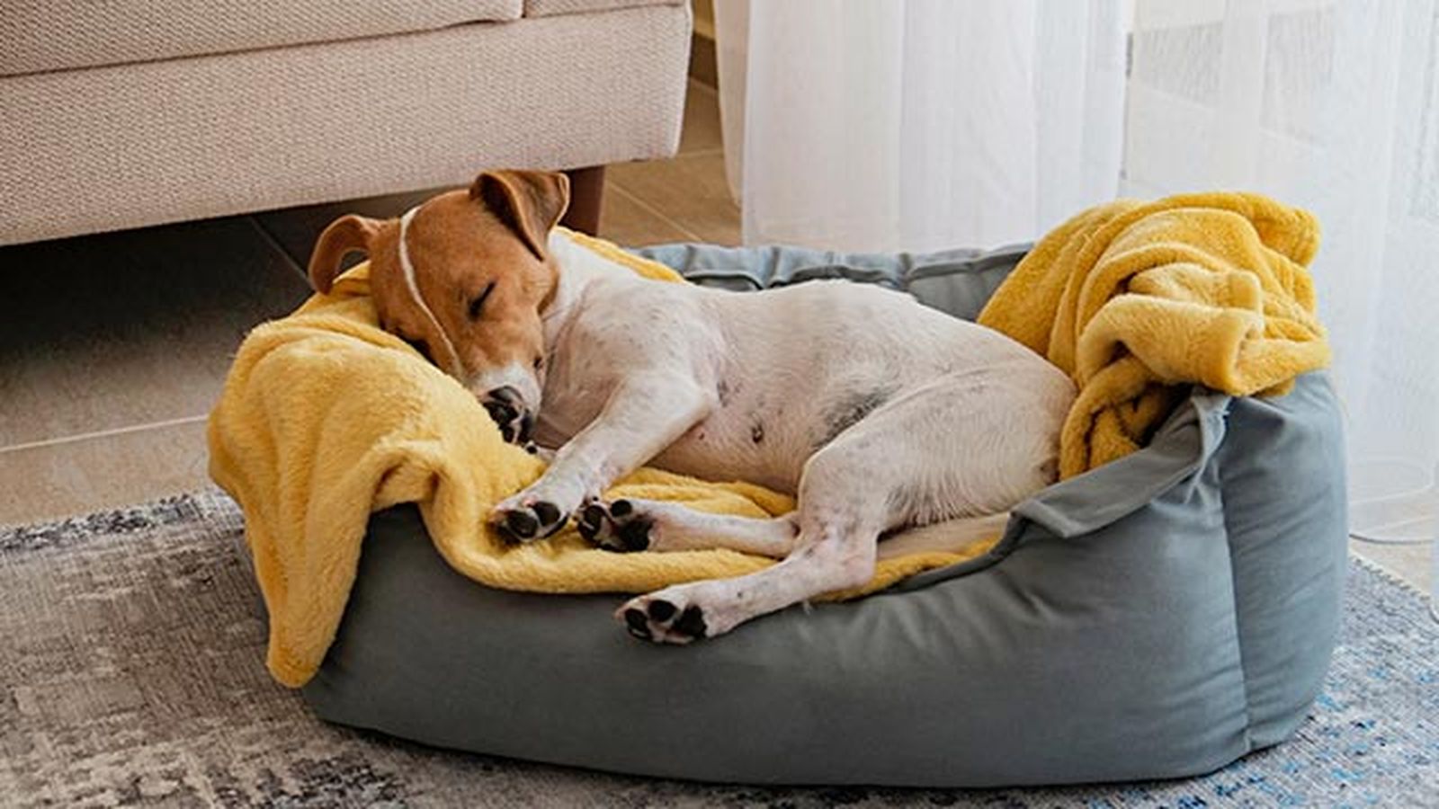 jack russel en la cama jack russel en la cama
