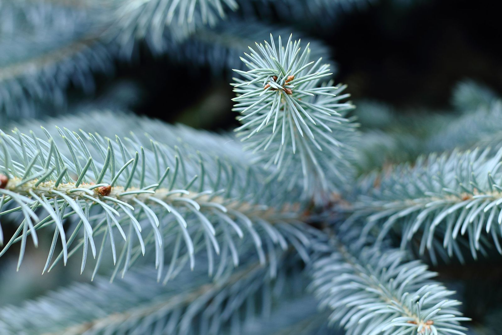 Abeto azul o picea pungens hoopsii
