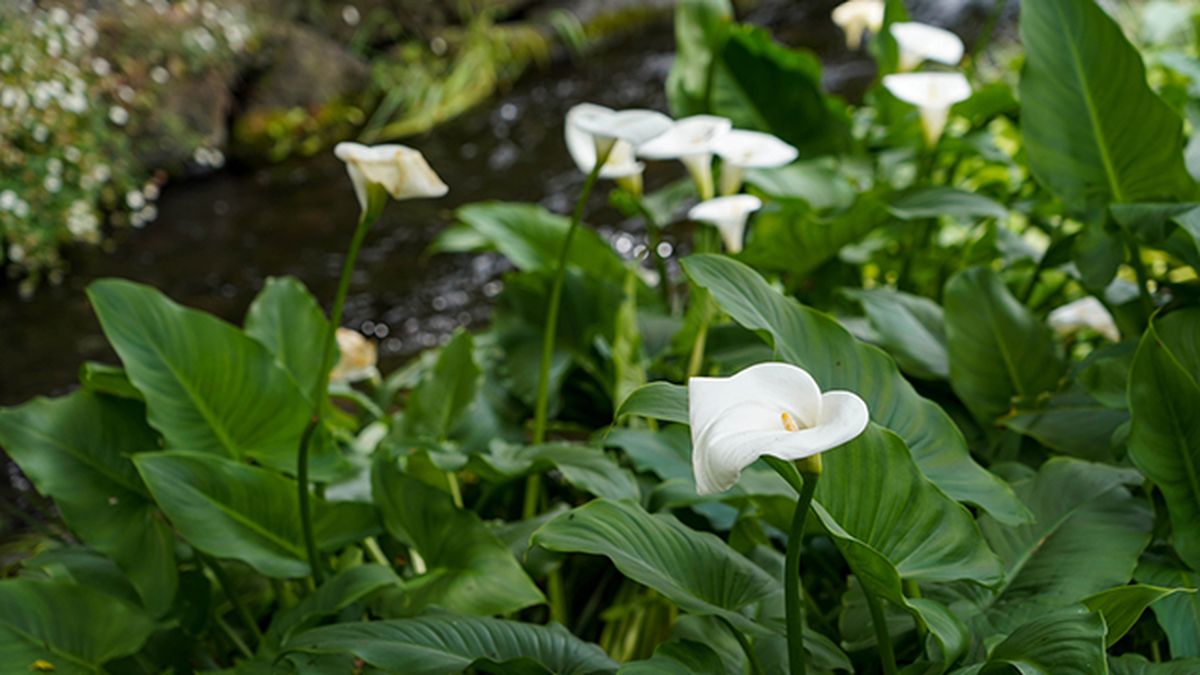 cala lirio de agua canal de agua jardinatis
