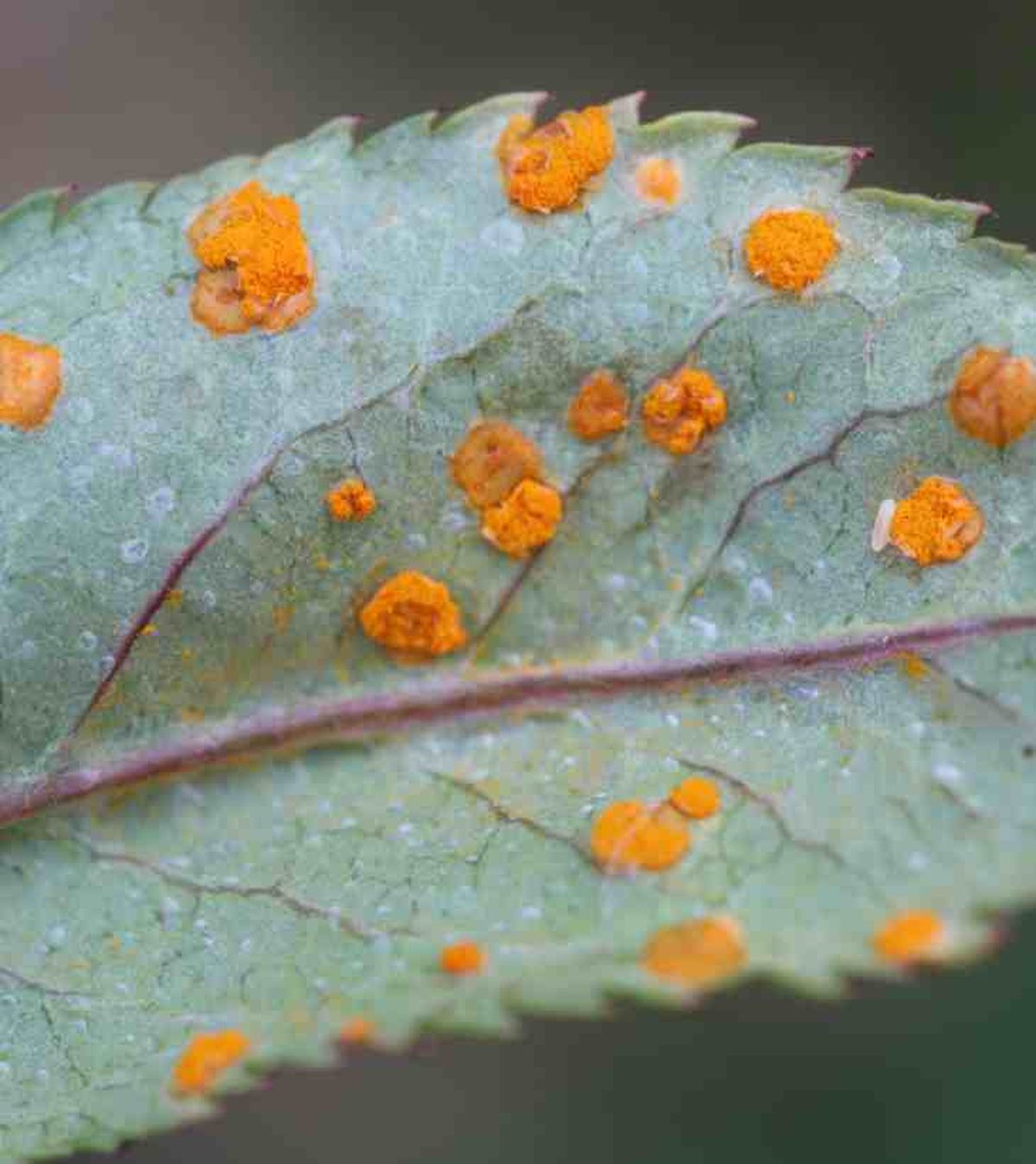 roya en hojas de planta