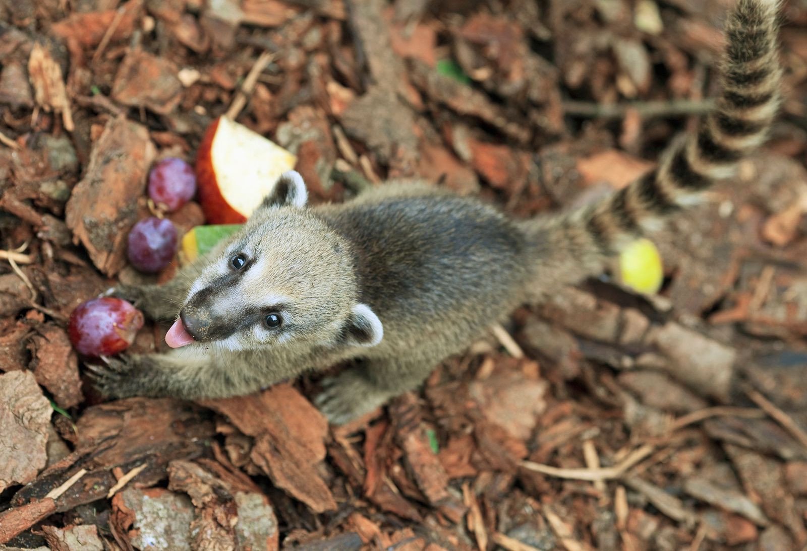 animales exoticos coati alimentacion animales exoticos coati alimentacion