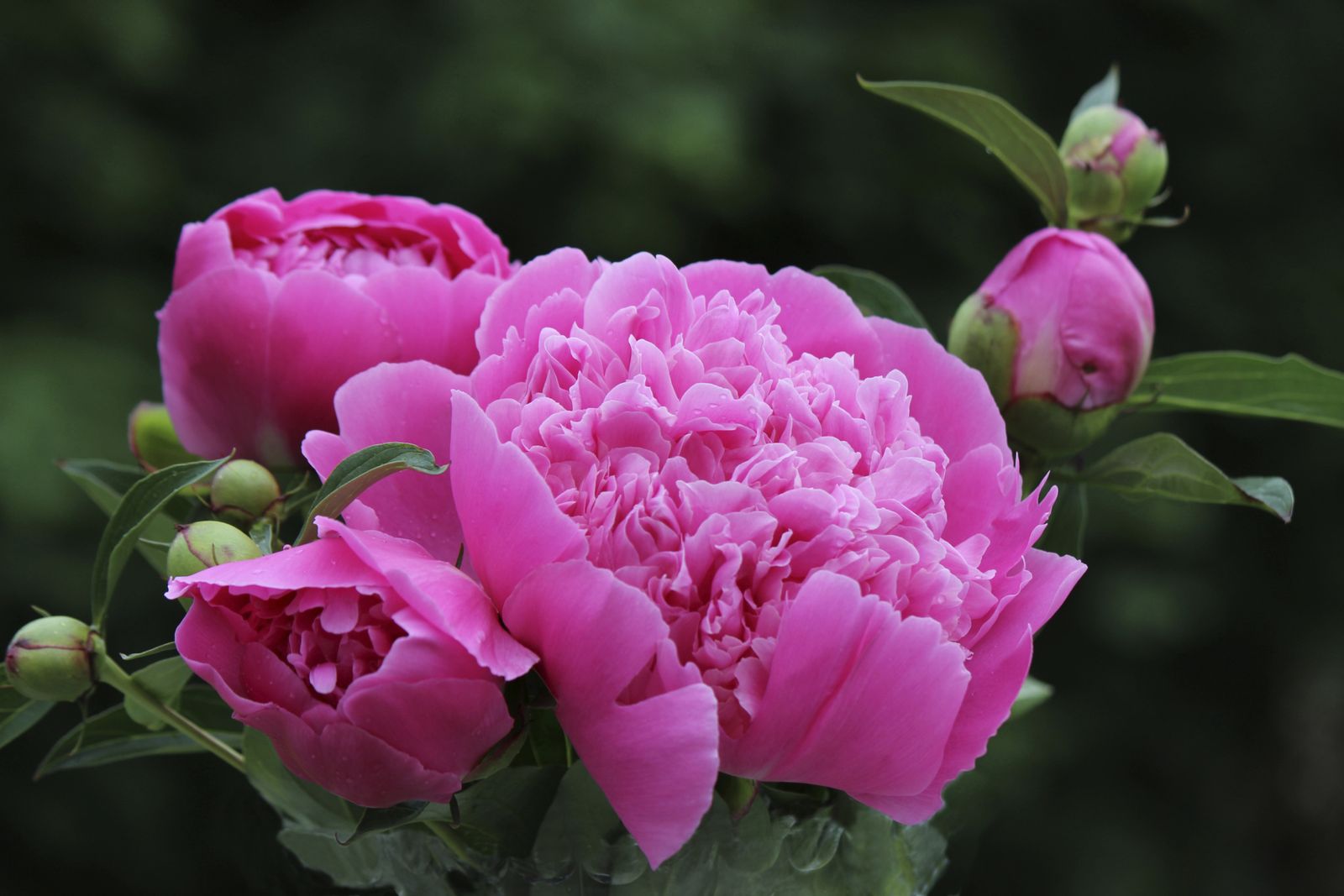 peonia arbusto sombra peonia arbusto sombra