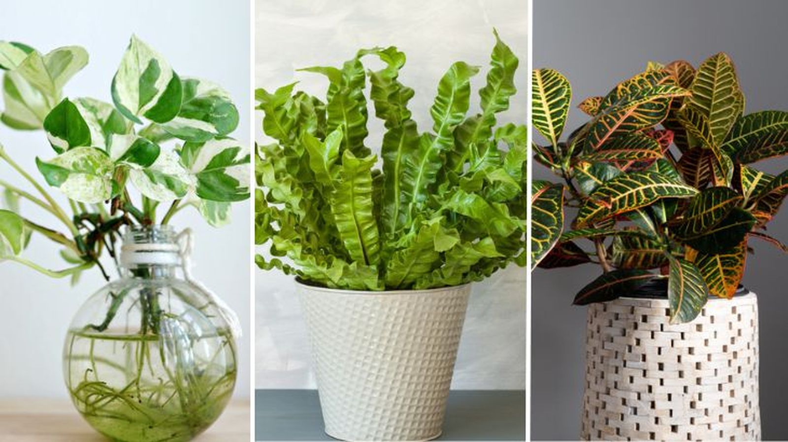 Epipremnum aureum asplenium nidus codiaeum variegatum plantas variegadas