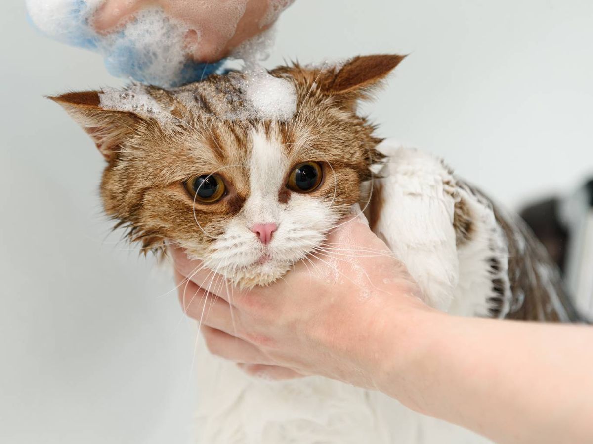 Cuando tu gato se está acicalando, es mejor que le dejes en paz.