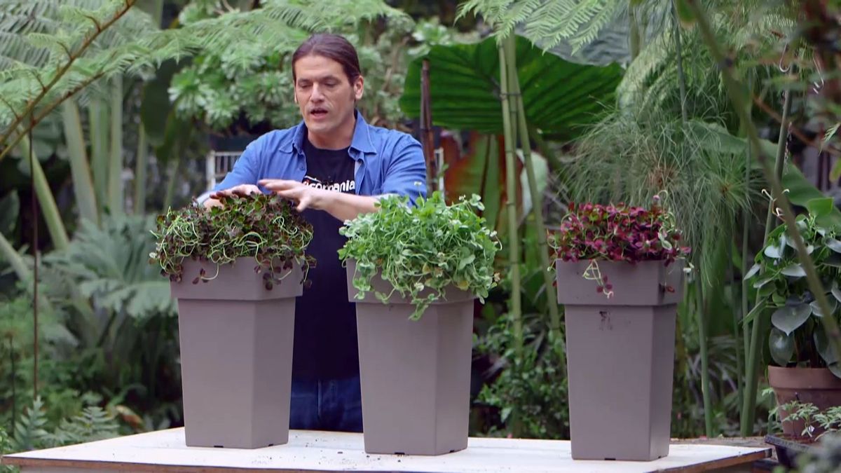 brico 949 3 treboles ornamentales detalle final