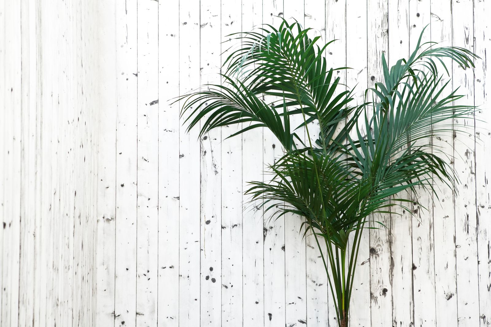 palmera kentia xl