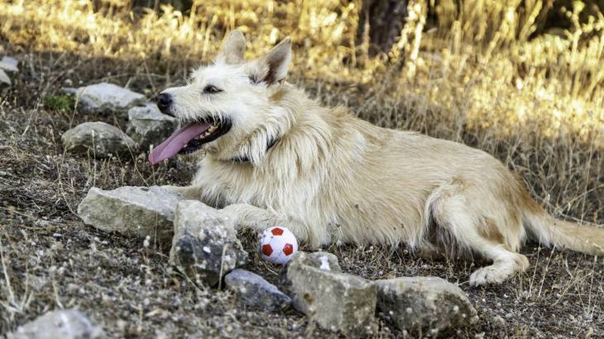 podenco portugues cuidados