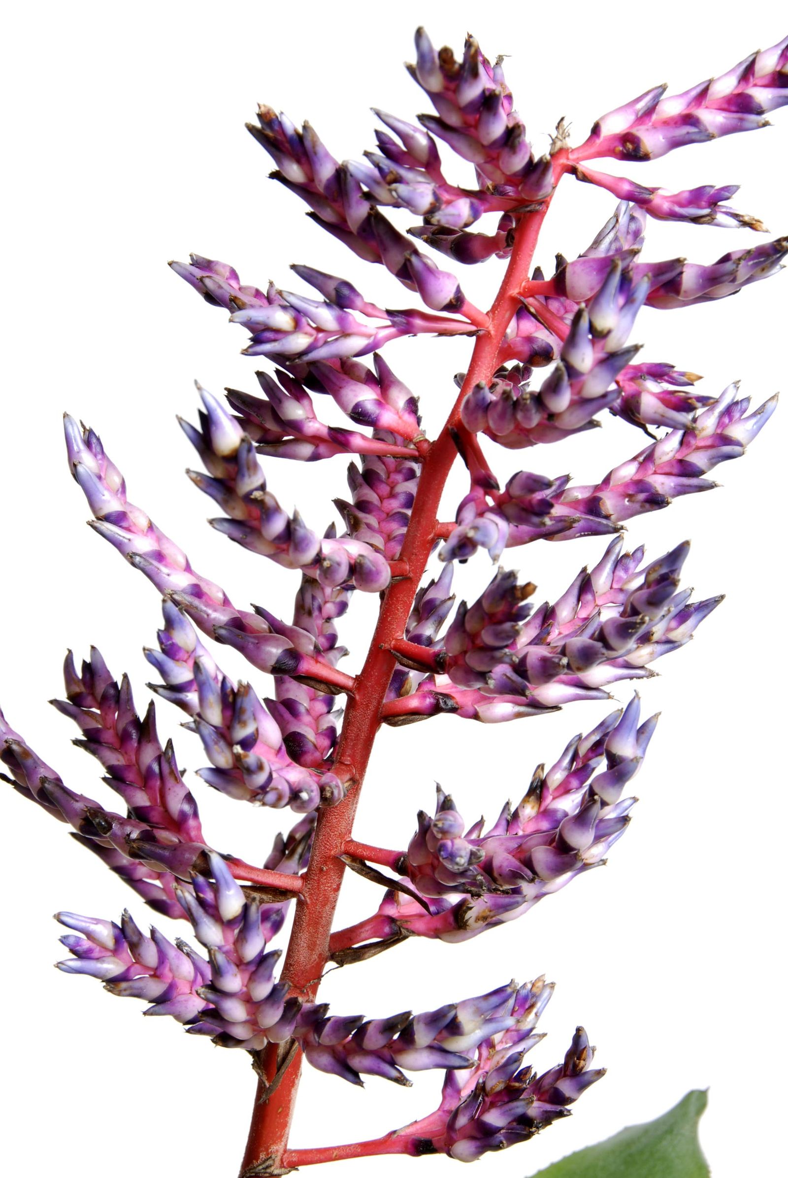 deko 222 aechmea blue rain caracteristicas deko 222 aechmea blue rain caracteristicas