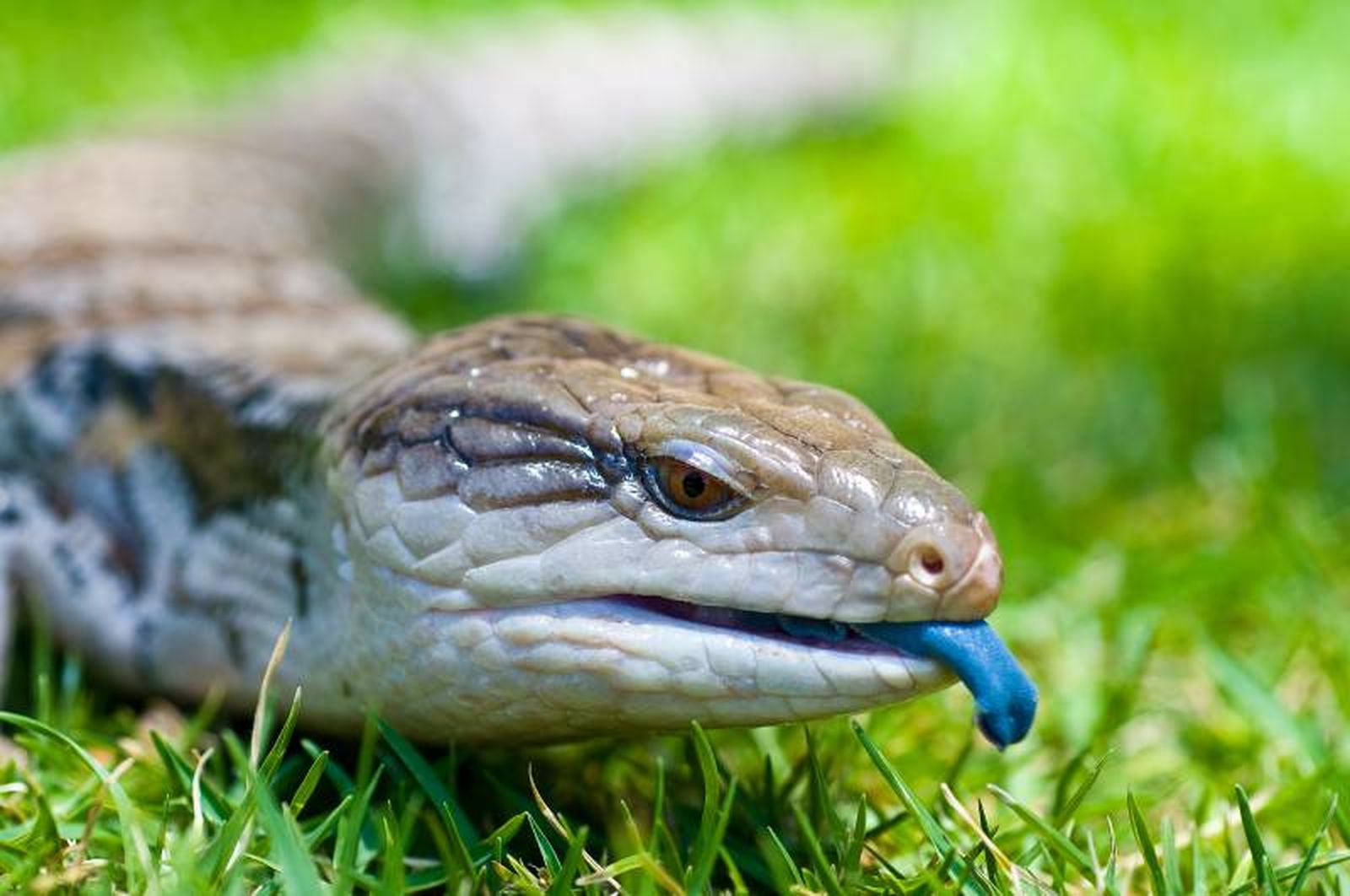 Es una de las pocas especies de lagartos que dan luz crías en vez de poner huevos. Es una de las pocas especies de lagartos que dan luz crías en vez de poner huevos.