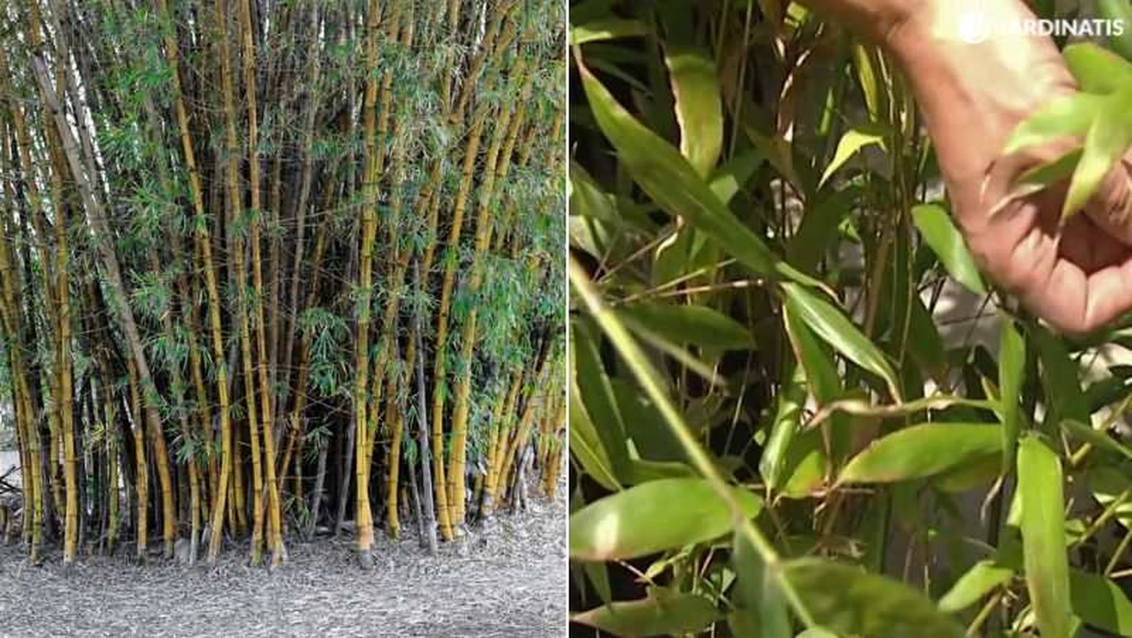 Phyllostachys Aurea