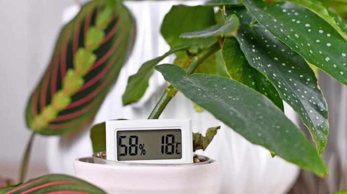 higrometro plantas interior