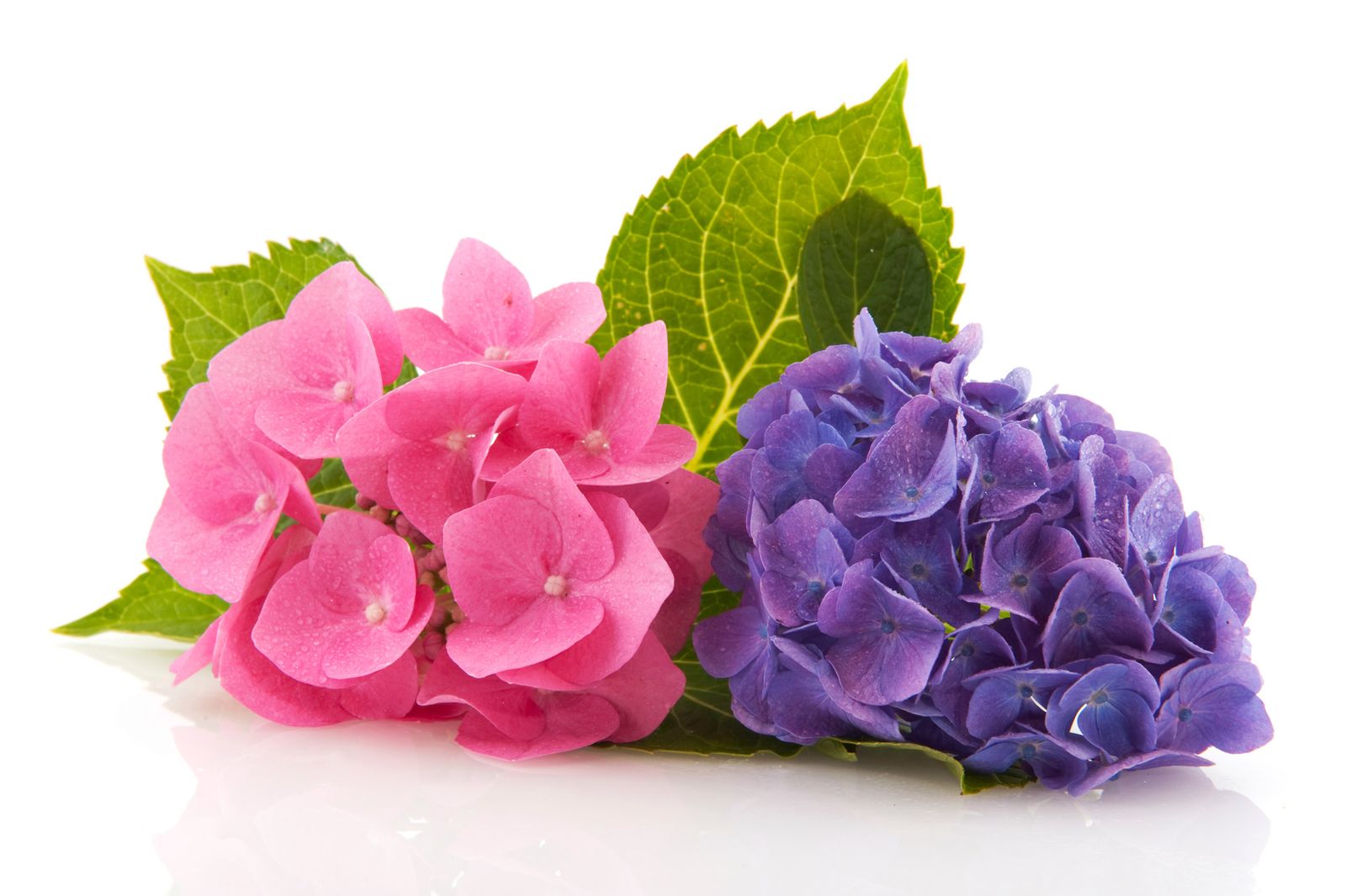 Variedades de hortensias Variedades de hortensias