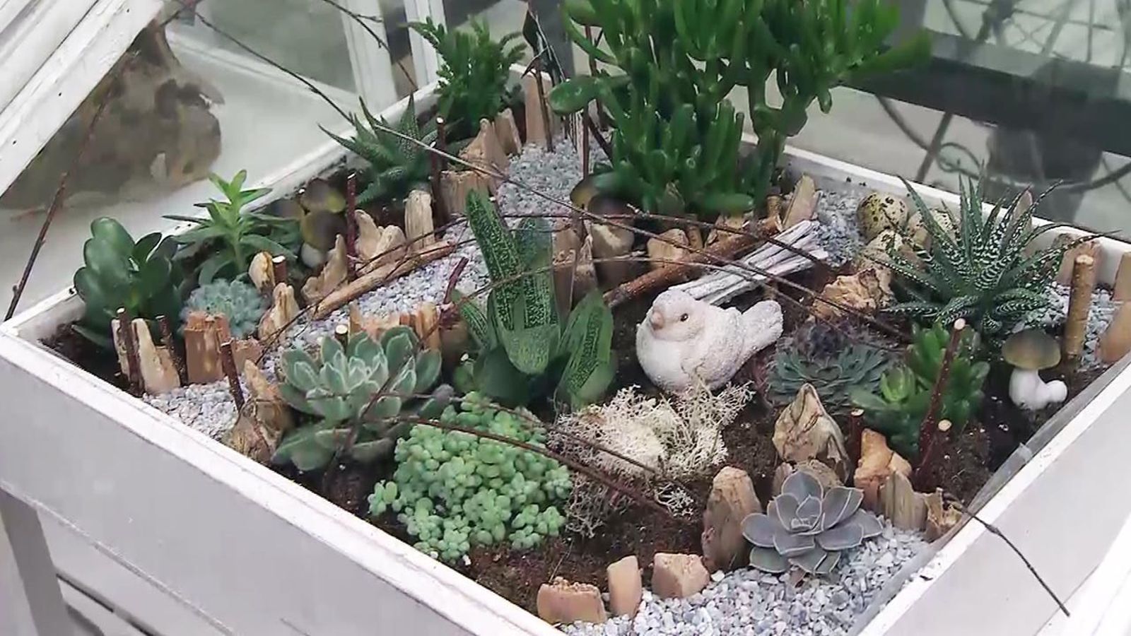 deco 565 plantas en miniatura composicion con suculentas deco 565 plantas en miniatura composicion con suculentas