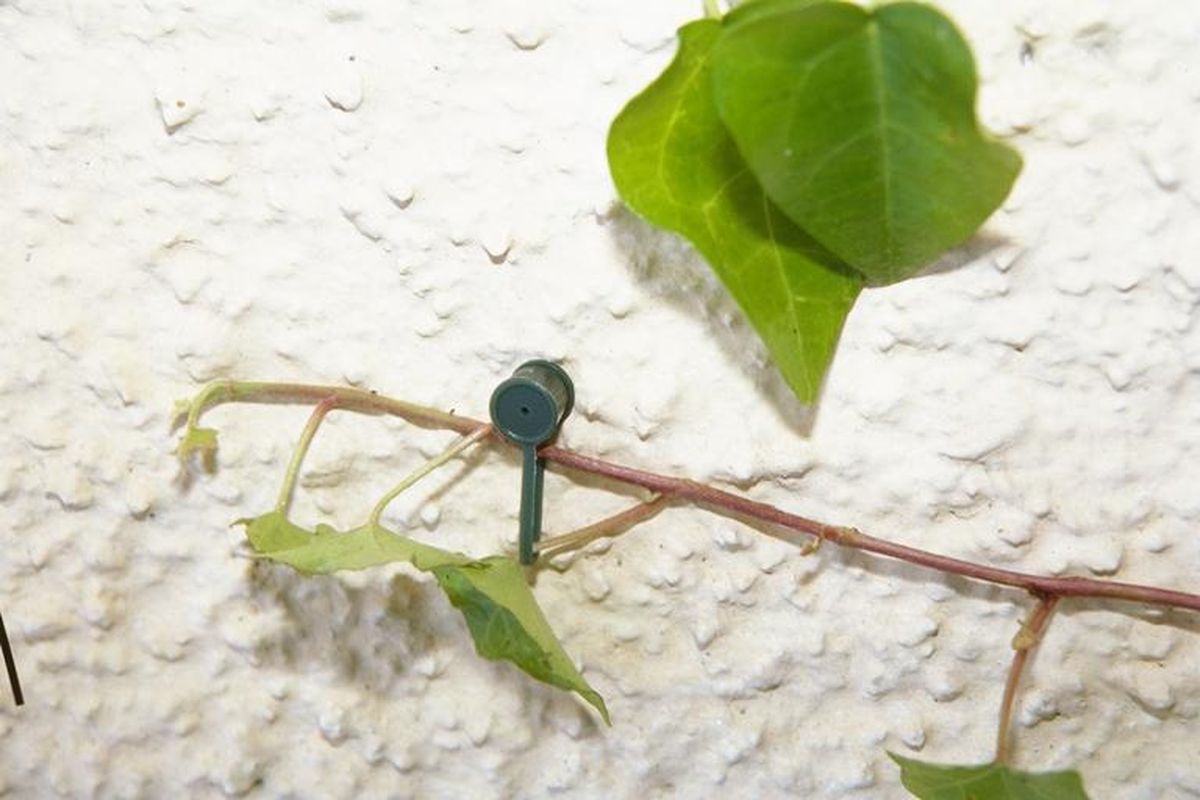 Amarres para plantas trepadoras paso 2