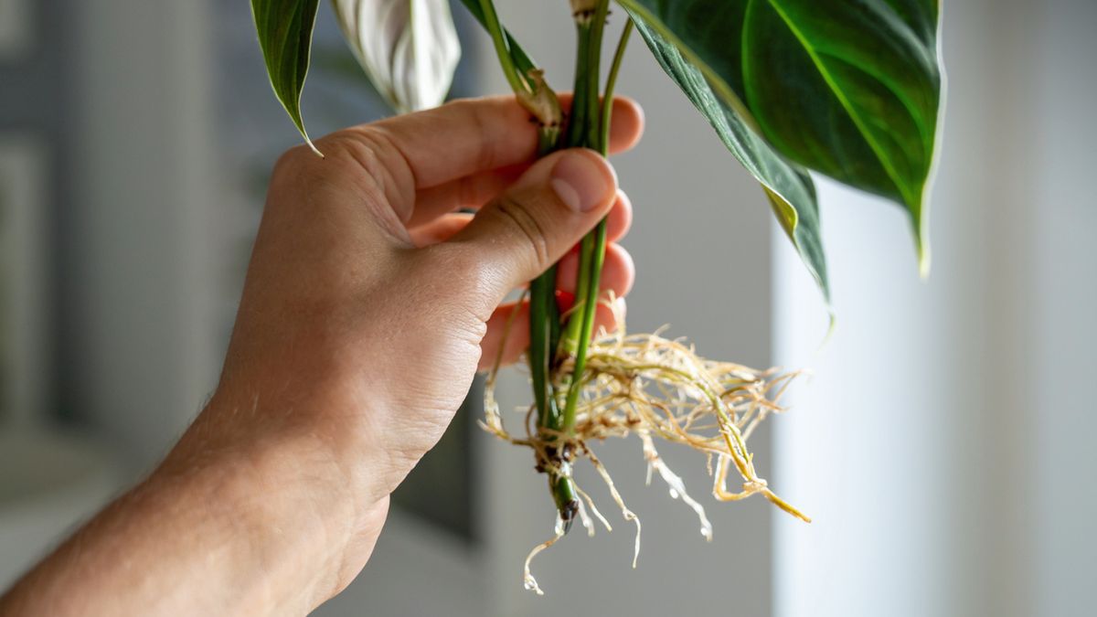 Los esquejos son una de las formas de reproducción de plantas más comunes