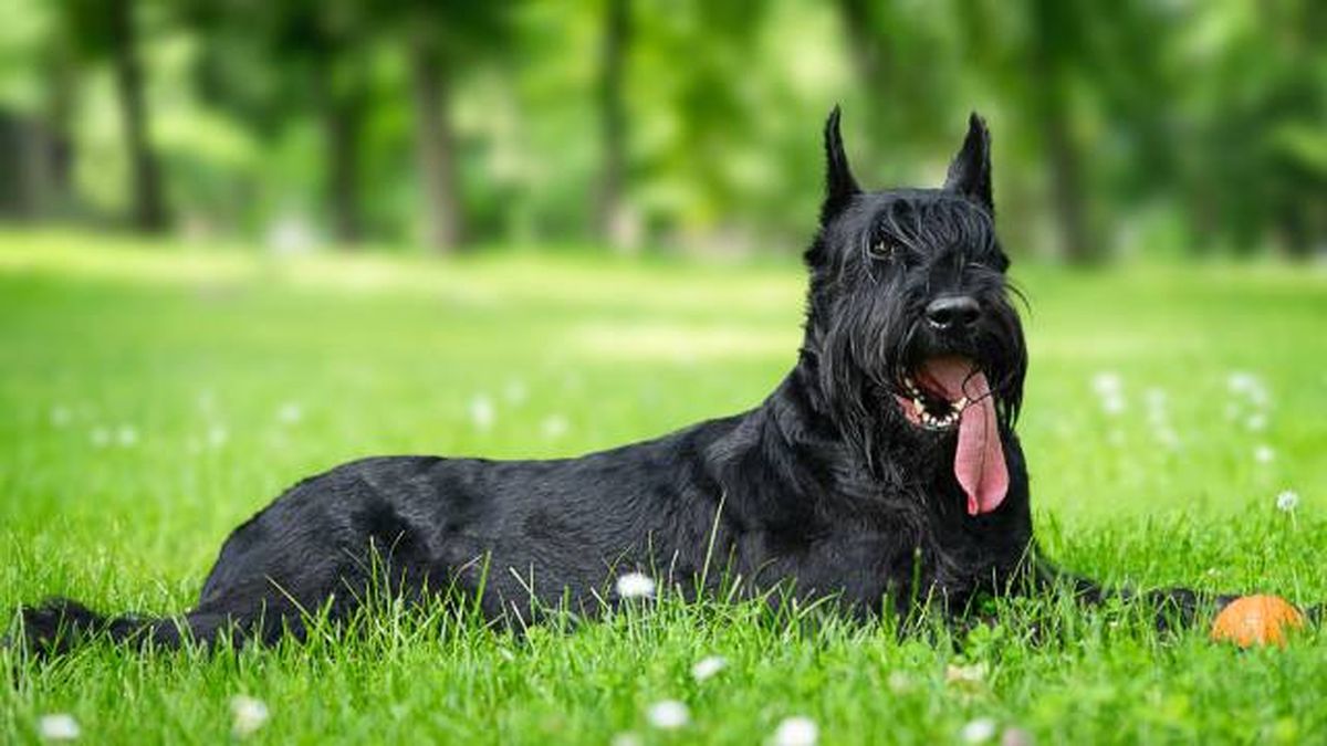 nombres para perros negros raza Schnauzer