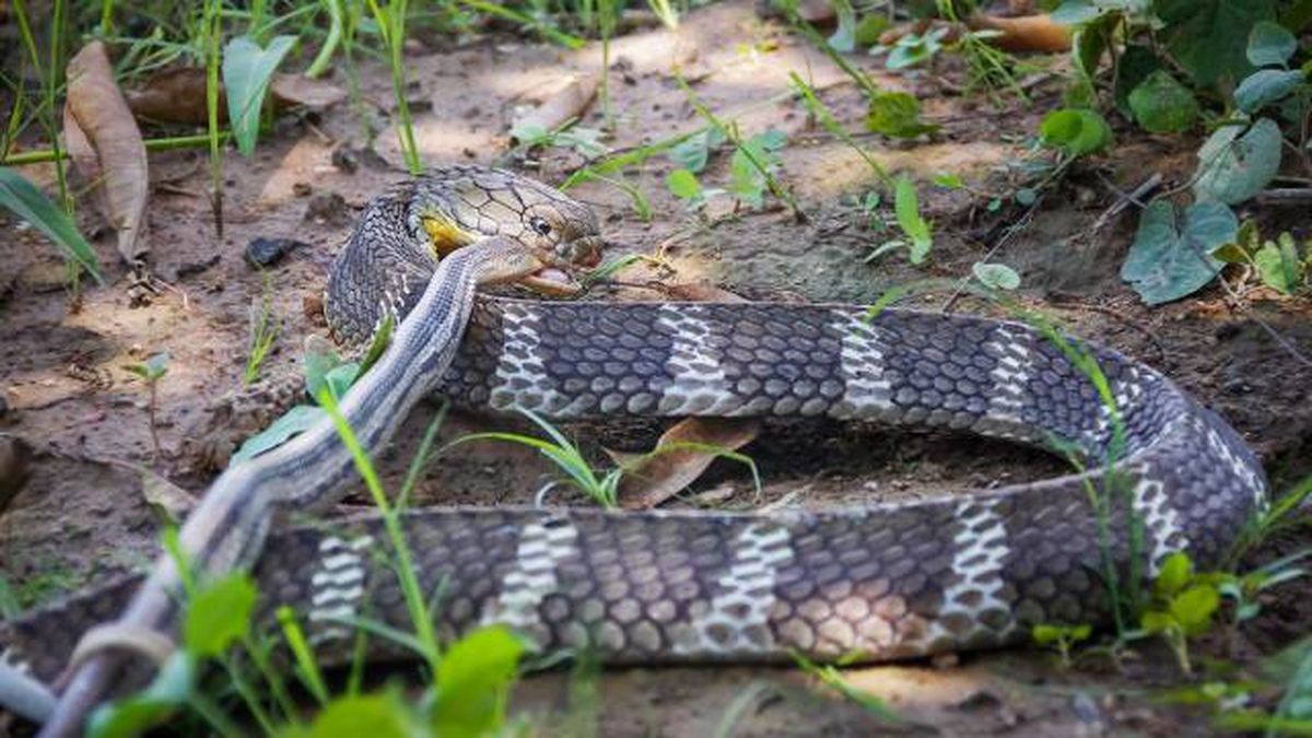 cobra real serpiente venenosa mas grande del mundo alimentacion