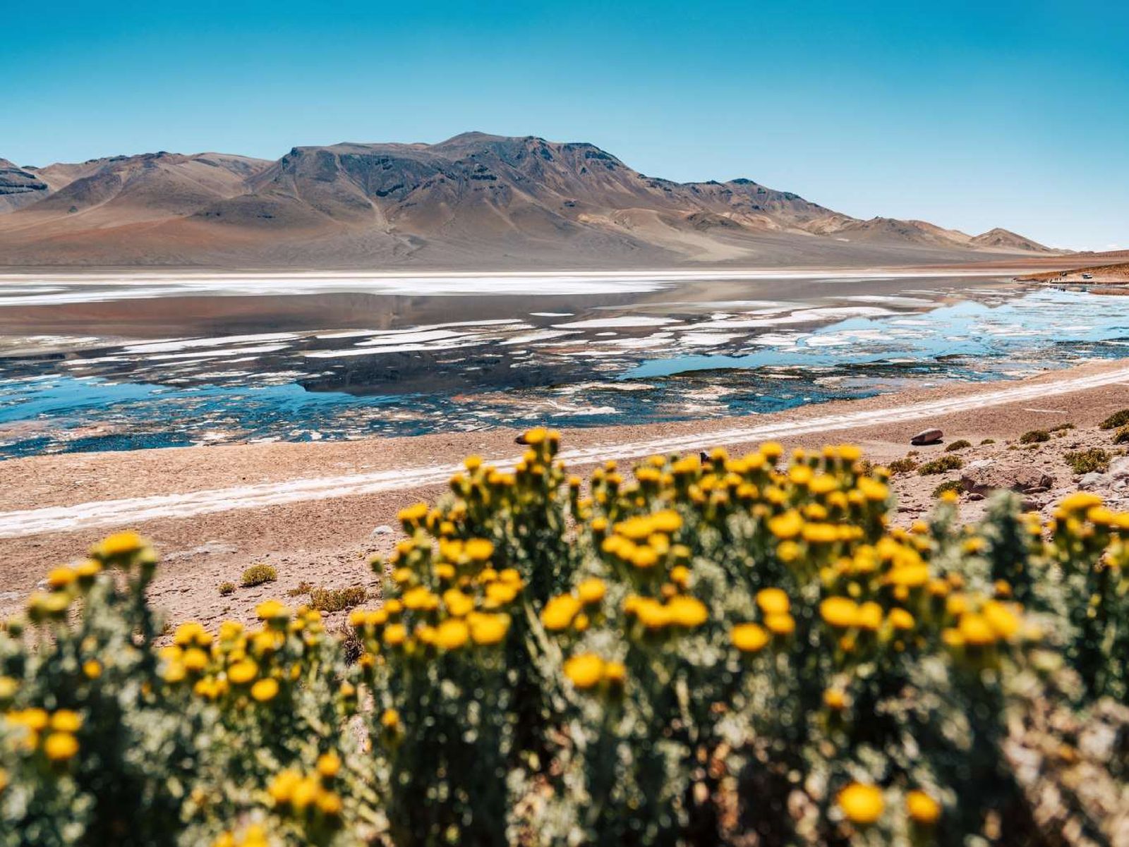 Unas 2.500 especies de plantas vasculares habitan este desierto. Unas 2.500 especies de plantas vasculares habitan este desierto.
