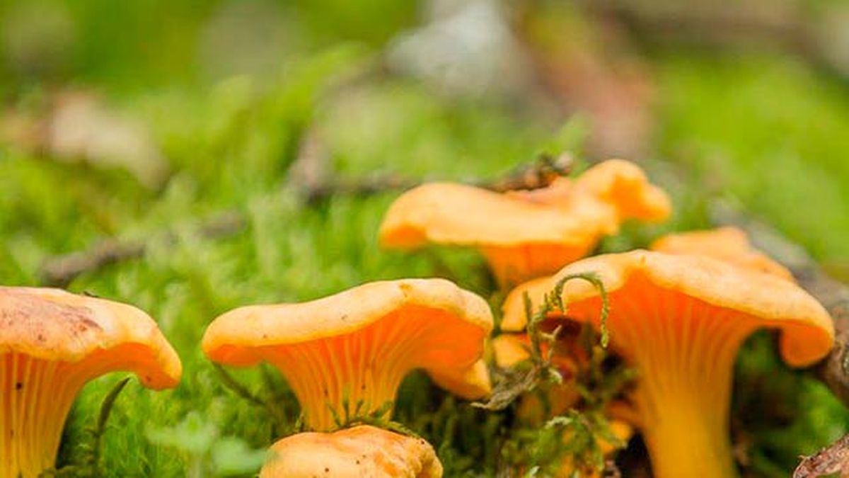 setas comestibles rebozuelo