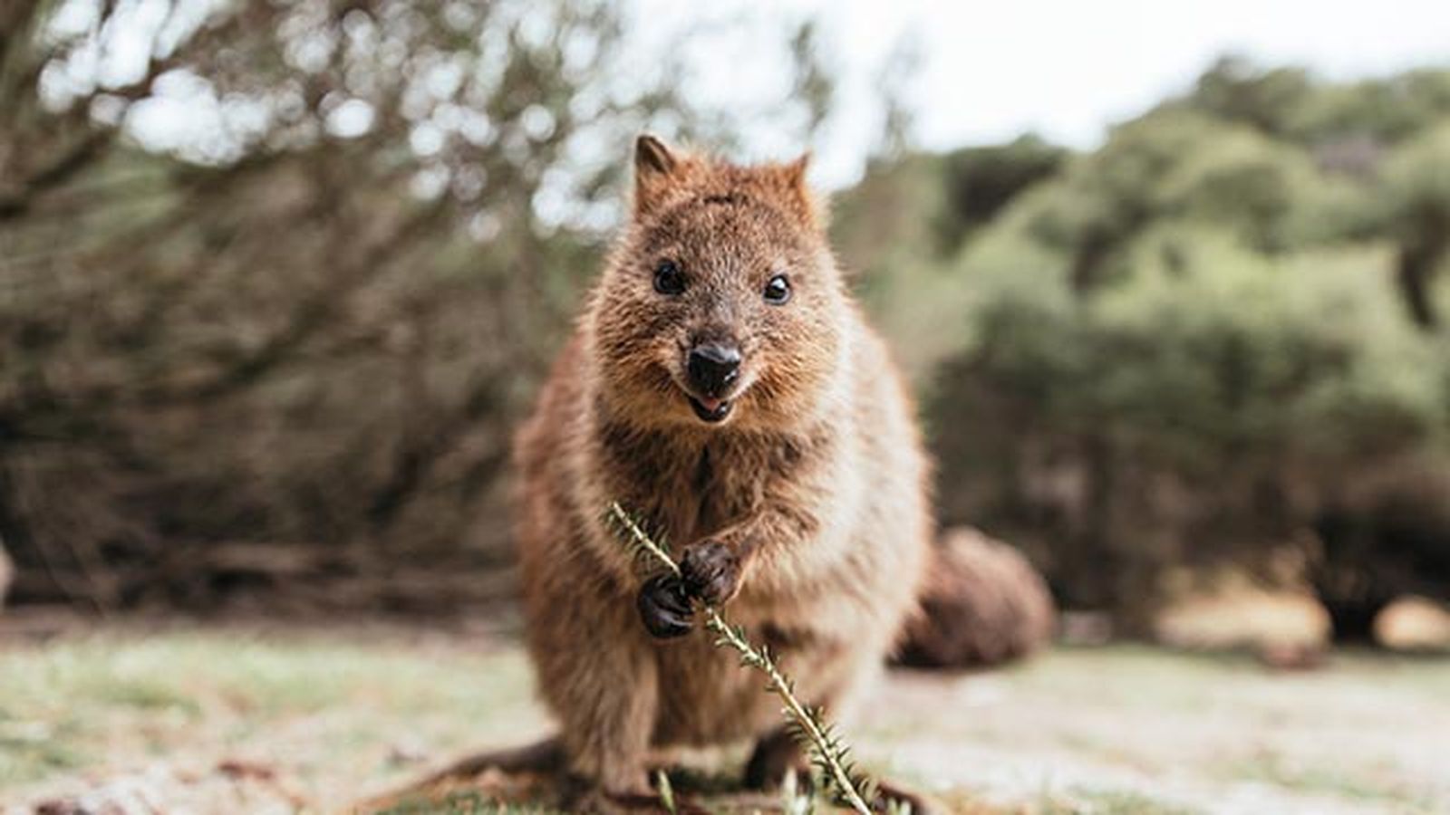 quokka 3 rama quokka 3 rama