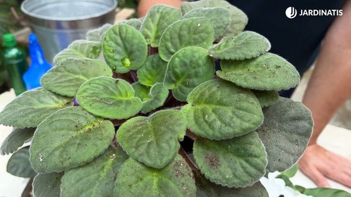 por que la violeta africana deja de florecer jardinatis 23 28