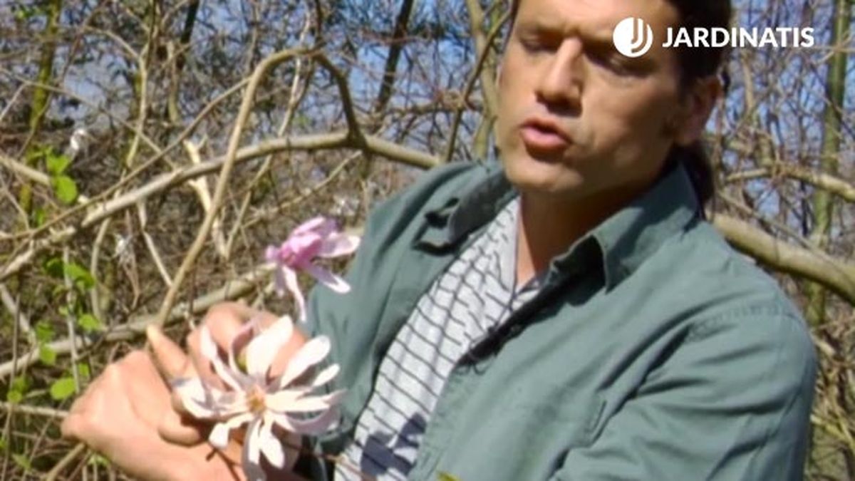 Magnolia kobus Rosea deco 531 jardin