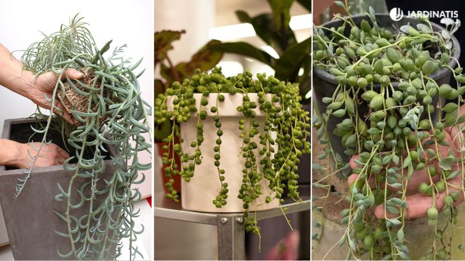 Senecio radicans senecio rosario senecio herreianus Senecio radicans senecio rosario senecio herreianus