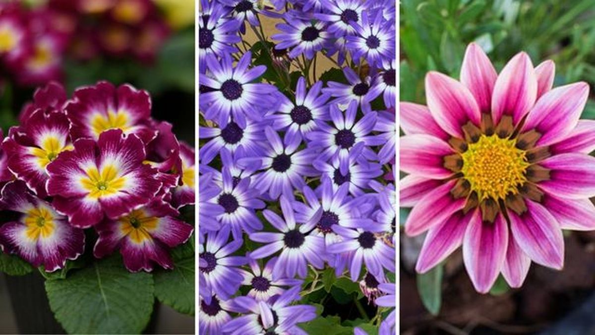 primula obconica cineraria gazania flores de primavera